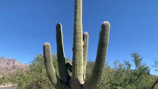 Exploring Arizona  Sabino Canyon Crawler [upl. by Alie]