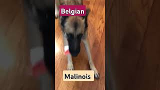 belgianmalinois loyaldog intelligentdogs [upl. by Uahc]