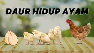 Tahapan Siklus Hidup Ayam [upl. by Woodward]