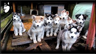 Preparing Food  Siberian Husky Eating 10 Weeks Old2018 [upl. by Rossner]