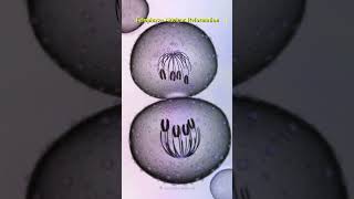 Watch how cells divide and create life shorts science mitosis celldivision chromosome [upl. by Accisej]