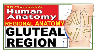 Chp5  Gluteal Region  Lower Limb  BD Chaurasia  Dr Asif Lectures [upl. by Genny]