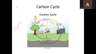 O Level Biology 5090 Chapter 19 Part 2 Nutrient cycles and biodiversity [upl. by Atlee73]