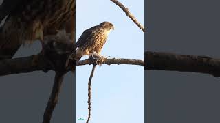 Merlin  Falco Columbarius Eating [upl. by Eilsel]