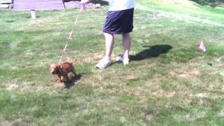 Training an 8 week old Vizsla on the Electric Dog Fence [upl. by Marbut106]