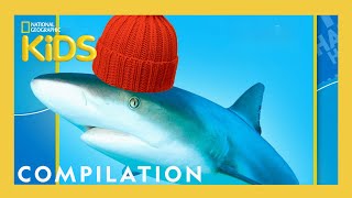 Animal Jokes for Kids 🤣  Nat Geo Kids Compilation  natgeokids [upl. by Aenotna]