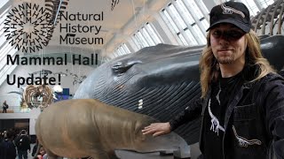 Natural History Museum Mammal Hall UPDATE [upl. by Ssyla]