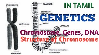 GIANT CHROMOSOMES [upl. by Fannie]