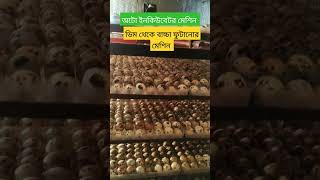 অটো ইনকিউবেটর মেশিন ডিম থেকে বাচ্চা ফুটানোর মেশিন 🥰 [upl. by Elda352]