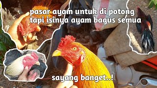 SAYANGPasar ayam ini tidak diketahui penghoby  pembelinya pedagang jagal semua quotuntuk disebelihquot [upl. by Masao]