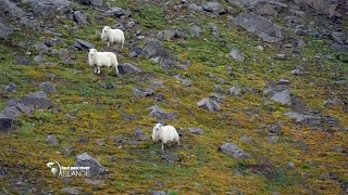 Faut pas rêver  Islande  le grand Rettir  301015 [upl. by Bertasi]