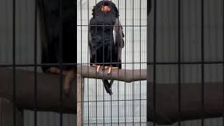 Bateleur eagle in Japan japan Bateleureagles birdsviralreels [upl. by Ailegna]