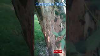 नीलगिरी के पेड़  Eucalyptus trees sanjaylake gardening nature viral shorts GreenEarthGarden [upl. by Ellehsat938]