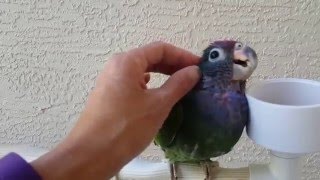 Blue Headed Pionus quotReyquot 03062016 [upl. by Pompei]