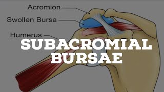 Subacromial bursae [upl. by Dilan104]