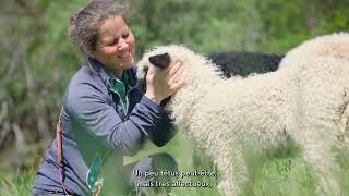 Petits frugaux et duveteux  ce sont les moutons nez noir du Valais [upl. by Ahsim509]