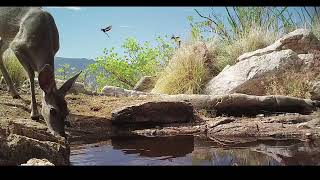 Sonoran Desert Deer [upl. by Neelahtak]