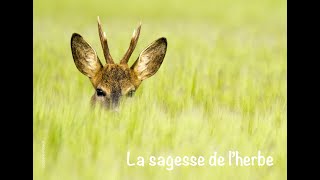 La Sagesse de lherbe  Lecture musicale  Teaser [upl. by Ebert]