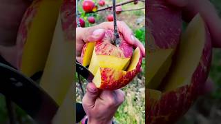 Harvesting some fresh and delicious fruits 😋🍎🍓🥑🍉🥭🍊🥰 shorts nature fruit garden viralvideos [upl. by Lleze934]