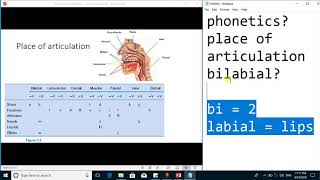 Articulatory phonetics  Consonants by Place of articulation linguistics [upl. by Eyahc555]