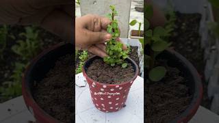 Jade Plant Propagation 🌱 PART4 garden youtubeshorts shorts [upl. by Sheilah]