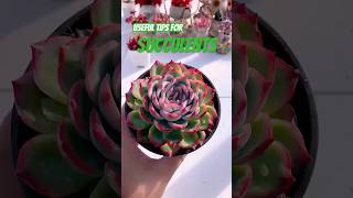 The Most IMPORTANT Tips for Succulents [upl. by Sucitivel]