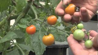 How To Harvest Tomatoes [upl. by Amarette]