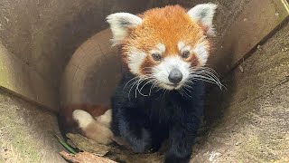 Voor het eerst rode panda’s geboren in DierenPark Amersfoort [upl. by Rezal73]