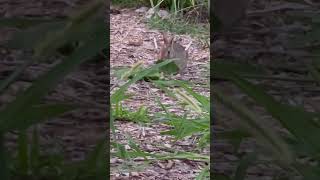 Little enjoying bean leaves animal bunny babybunny cute wildrabbit babyanimals [upl. by Ludovico]