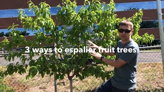 Espalier fruit trees 3 ways to grow a living fruiting fence [upl. by Ebony965]