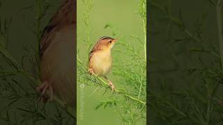 Zitting cisticola Bird voice mimic species no5 Birdman Sumedh [upl. by Enella]