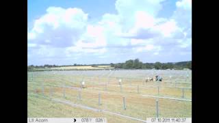 SOLAR PARK CONSTRUCTION COLPMANS FARM  TIME LAPSE VIDEO [upl. by Bainbridge]