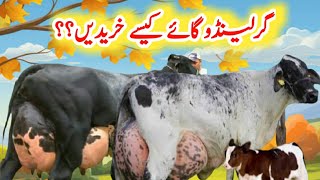 How To buying Girlando Cow  Girlando Cow ka Seman Lene ka Tarika  Girlando Cow Farming [upl. by Pugh]