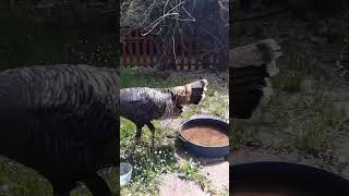 wild turkey with a damaged beak visits for lunch another animal friend [upl. by Soinotna629]