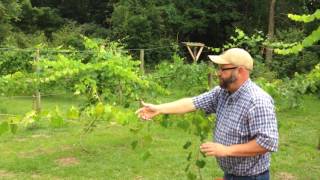 Grape Muscadine Arbor vs Trellis [upl. by Lapotin]