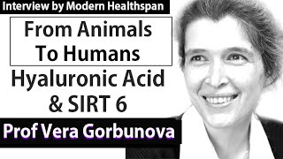 Hyaluronic Acid amp SIRT 6  From Animals To Humans  Prof Vera Gorbunova Interview Series Ep4 [upl. by Anilak]