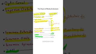 Skull foramen vs Cranial nerve enmeder [upl. by Schlenger]