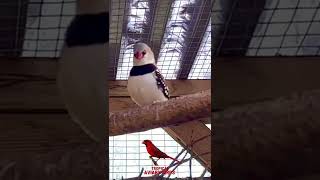 Diamond Firetail Finch song  Finch Aviary [upl. by Bedell]