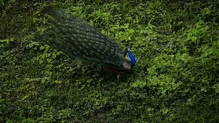 Save Earth🌍Save Nature🌱 birds peacock nature [upl. by Kantos]