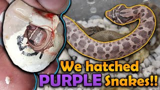 Our LAVENDER Hognose Snakes Hatched [upl. by Ivette]