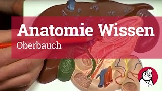 AnatomieWissen Oberbauch [upl. by Hsotnas]