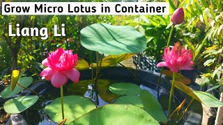 Growing Micro Lotus in a Container  How to Grow Lotus in a Bowl  Liang Li Lotus Care [upl. by Yessac529]