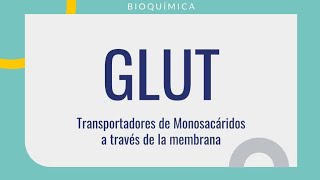 GLUT Transporte de Monosacáridos a través de la Membrana Explicación Tejidos Alteración Genética [upl. by Omik]