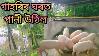 Pig farming in Assam । Yorkshire Pig farm in Assam । Gahori farm in Assam [upl. by Eiramana]