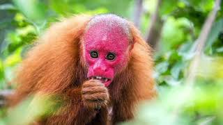 Facts About Bald Uakari [upl. by Sabino]