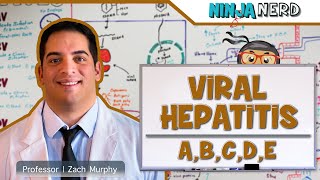 Hepatitis  Pathophysiology of Viral Hepatitis [upl. by Megargee]