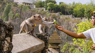 The Bartering Monkeys of Bali  Planet Earth III  BBC Earth [upl. by Lenwood822]