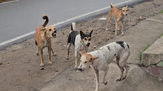 Agressive street Dog barking videoDog videoDog barkingUs dear animal [upl. by Odnomra265]