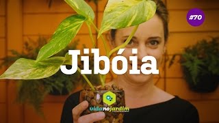 Jibóia uma planta de fácil cultivo [upl. by Winne]