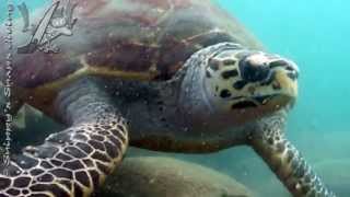 Hawksbill Sea Turtle [upl. by Alahsal585]